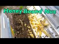 Honey bound nuc