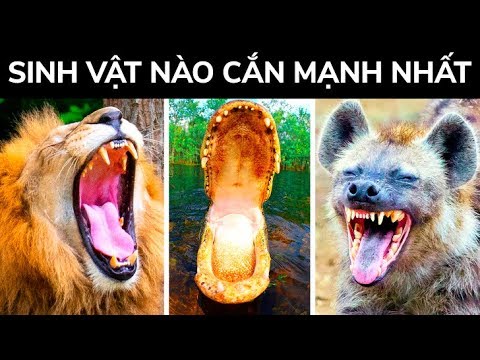 Video: Luật động Vật Của Hy Lạp Cắn Mạnh Hơn