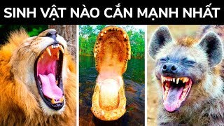 Sinh vật nào có lực cắn mạnh nhất trên Trái Đất?