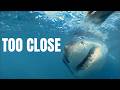 Coming Face to Face With a Great White Shark