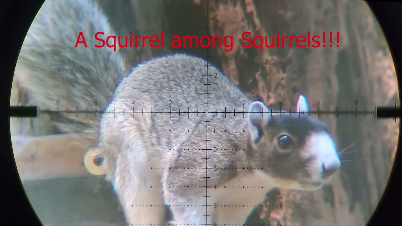 Squirrel Hunting Pesting PCP Airgun FX Impact .30 Air Rifle demolitia