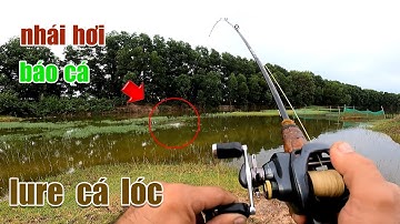 Câu Lure Cá Lóc ● Cách Câu Cá Lóc Mùa Nước Nổi Bằng Nhái Hơi Và Cái Kết | Tâm Râu Vlog #150