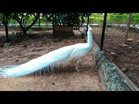 Burung Merak Putih Cantik - Beautiful White Peacock
