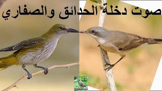 دمج صوت دخلة الحدائق والصفاري