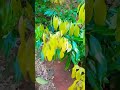 mostrando algumas plantações aqui no meu quintal 🌲🪴🥰