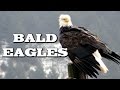 Bald Eagles Quiz