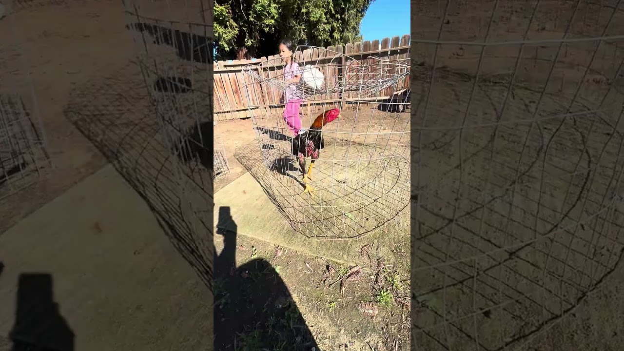 Qaib team shutdown ej bloodline money line 