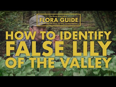 Βίντεο: False Lily Of The Valley Facts: Caring for Wild Lily Of The Valley Flowers