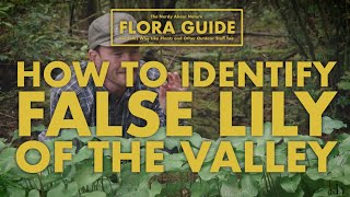 False Lily of the Valley - How to Identify It!  || Nerdy About Nature Flora Guide