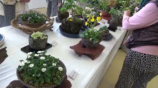 小松泉　秋静庵　小品盆栽　山野草 2026 小松 山野草展 - YouTube