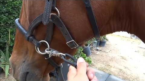 BitlessBridles