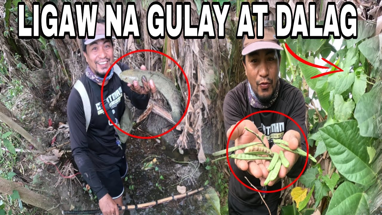 LIGAW NA GULAY PATI DALAG DITO SA ABANDONADONG SAGINAN?