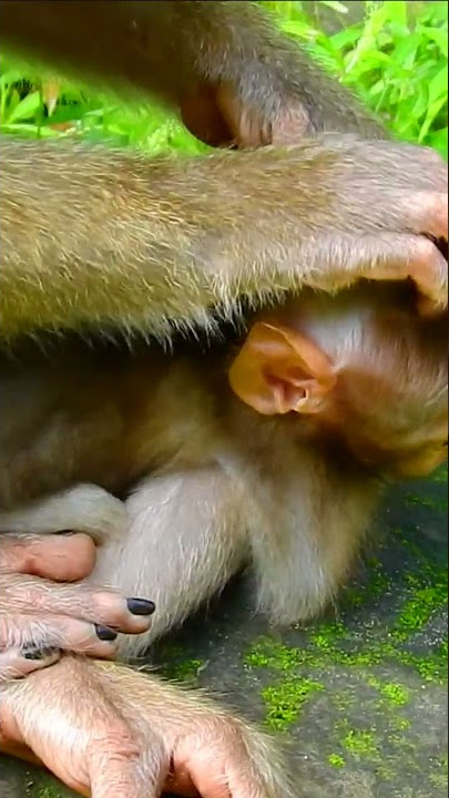 Monkey short, Short of baby monkey 18