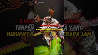 3 Hewan Dengan Umur Terpendek di Dunia #shorts #facts #animals #faktaunik #hewan
