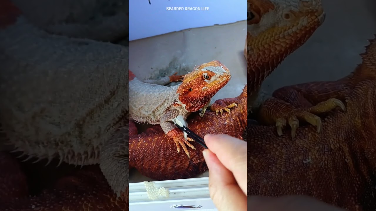 Help Bearded Dragon Peeling Off Old Skin Part 1 