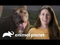 As vantagens de adotar cães mais velhos | Pit bulls e condenados | Animal Planet Brasil