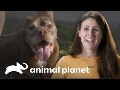 Vídeo: Adotando Cães Mais Velhos