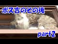 保護猫ボス吉のその後 part2 Boss-Cat's life after the captor part2