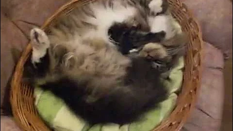 Video 11866841: maine coon girl, cute maine coon