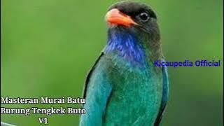 Masteran burung Murai batu, burung tengkek buto V1