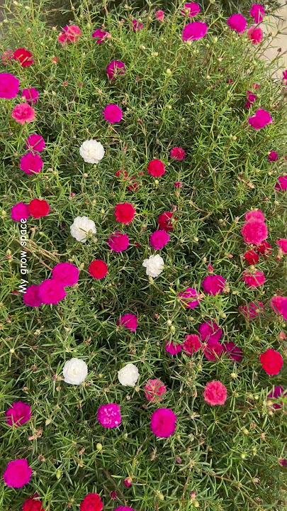 Beautiful Portulaca Flowers Blooming | #homegarding #viral #portulaca #purslane#shortvideo