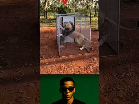 داخل الشبك ضاق الفضاء وتقد م الأسد بثقل البقاء لم يلمس الرجل لكن ه أربك القلب وأوقف الرجا