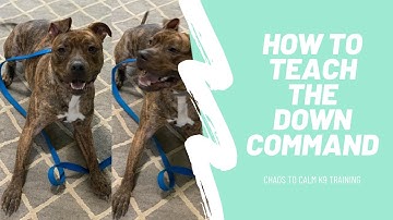 How to teach the down command