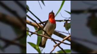 Suara burung cabe merah