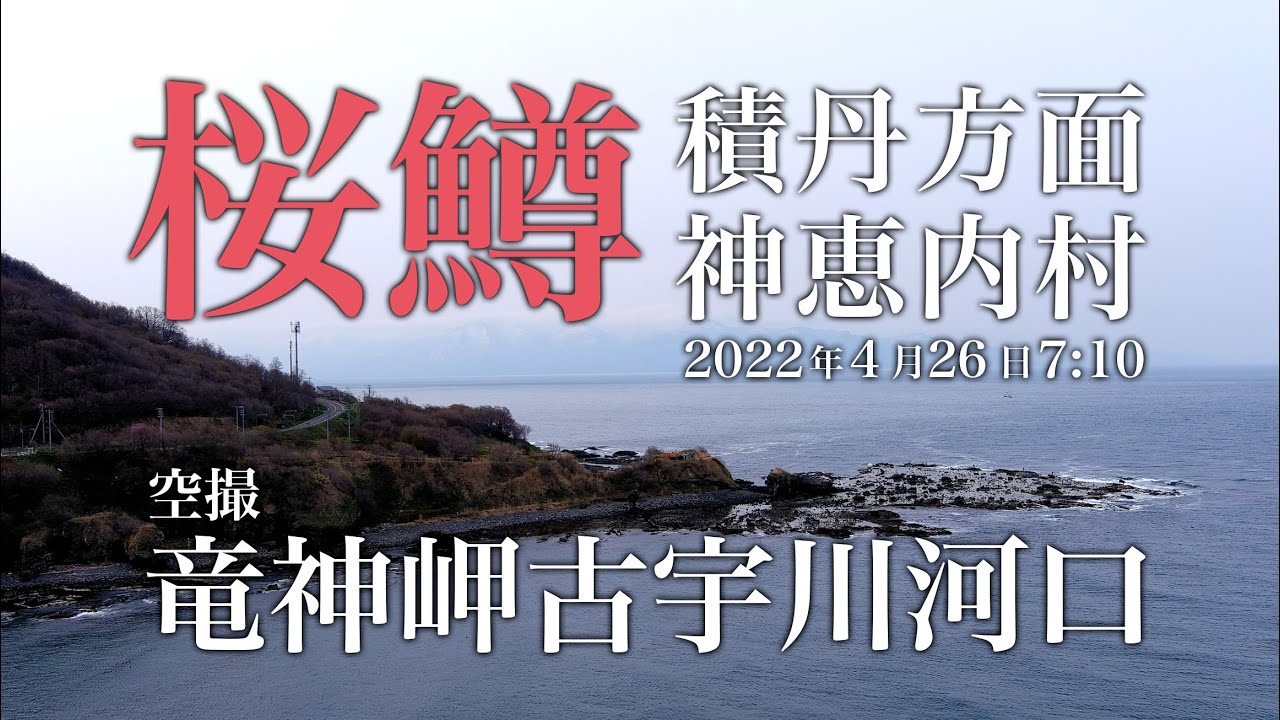 桜鱒】2022年 4月17日 7:10 北海道神恵内村古宇川河口竜神岬 空撮 【海