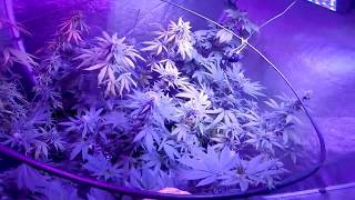 Daily Maintenance In A Grow Tent, 8/13/2018