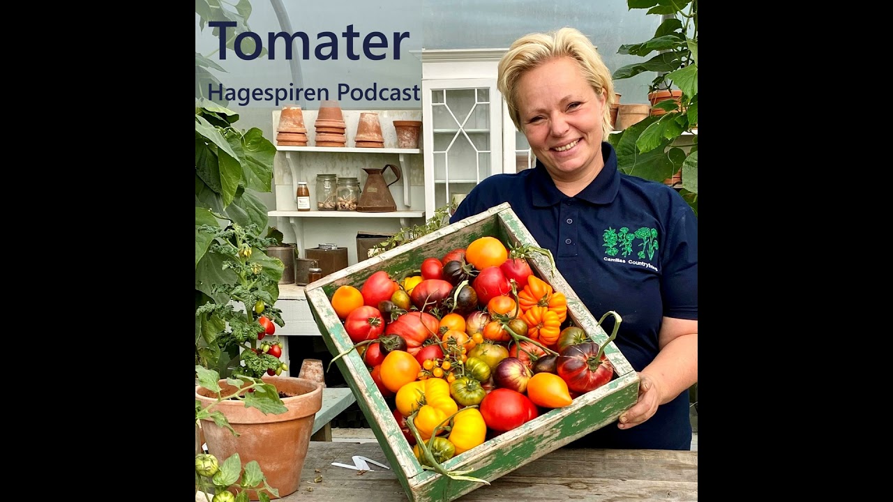 6/26: Tilbakeblikk - Tomater med Camilla Fredriksen