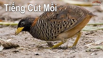 Tiềng Chim Cút Mồi Kêu Chuẩn Gọi Bổi Về Không Tạp Âm