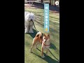 【リードから伝わる熱い友情♡ 】柴犬ちゃんの自由さに保護者ワンコがタジタジにッ!