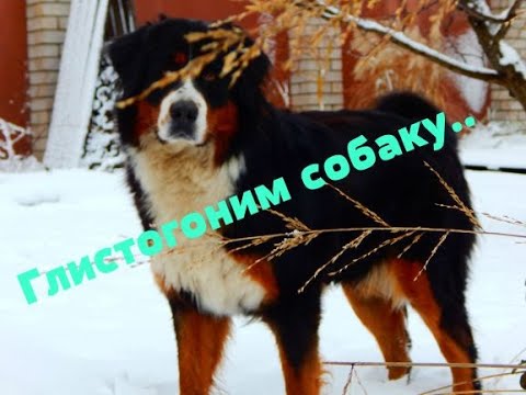 Как  глистогонить собаку - быстро и незаметно.😃