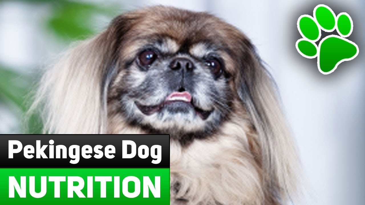 best food for pekingese