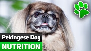 Pekingese Dog Nutrition  Toxic Foods You Should Never Give To Your Dog. What To Eat And Not To Eat?