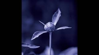 Unjin Hui Gui KZN002