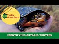 Ontario Turtle Identification | Turtle Guardians Curriculum