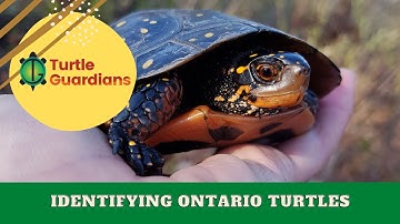 Ontario Turtle Identification | Turtle Guardians Curriculum