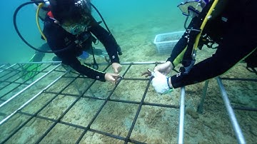 Hainan creates artificial reefs to restore marine environment