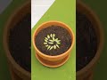 Incredible plant hacks to make your garden more fun