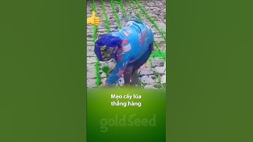 Mẹo cấy lúa thẳng hàng cho bà con nông dân  #goldseed #gionglua #farming