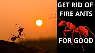 KILLING FIRE ANTS IN A CONTAINER GARDEN   #killingfireants #fireants #fireantcontrol  #wickingtubs