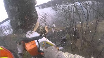 Taking down this Eastern White Pine In Windham, NH