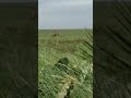 Laguna Atascosa Deer Hunt-Bow