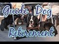 All About Guide Dog Retirement