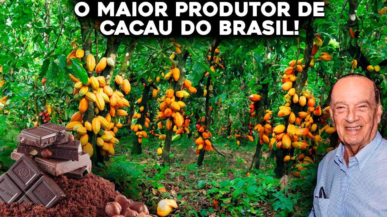 CONHEÇA A MAIOR FAZENDA DE CACAU DO BRASIL – Inacreditável!