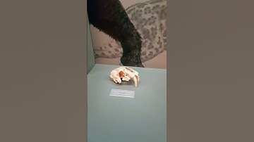 saber tooth tiger (megantereon) fossil .#shorts #megantereon #sabertooth #tiger