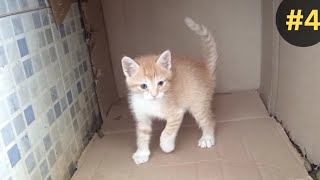 Ginger kitten wanted to play with his mom: Ginger&White #part4
