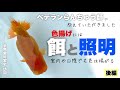 【後編】らんちゅうの色揚げは餌と照明 室内や日陰でも大丈夫 ベテランらんちゅう師安田様にらんちゅうについて色々教えていただき銀鱗と関東東錦も見せていただきました【エサ・メタハラ】@peperia